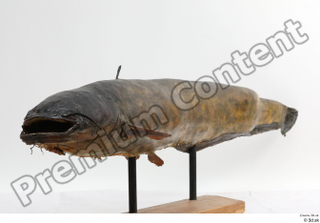 Catfish  1 whole body 0006.jpg